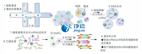 中國人自己的微流控單細胞測序儀來了！_微流控Drop-seq