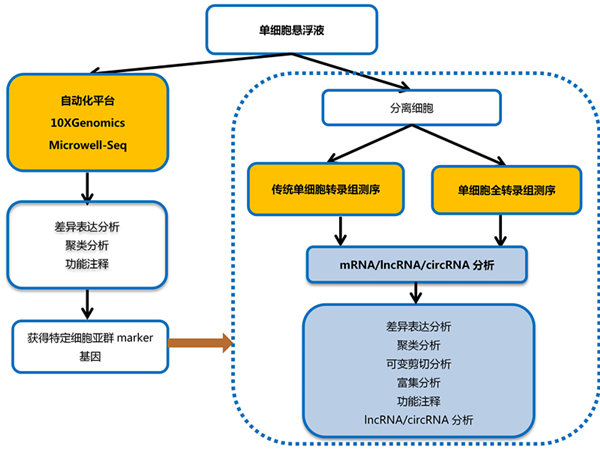 廉價的單細胞基因表達分析新技術(shù)