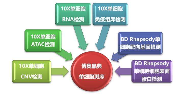 單細(xì)胞懸液制備—杉米生物科技