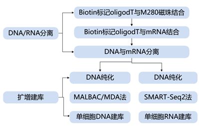 單細(xì)胞轉(zhuǎn)錄組測序的方法原理及應(yīng)用