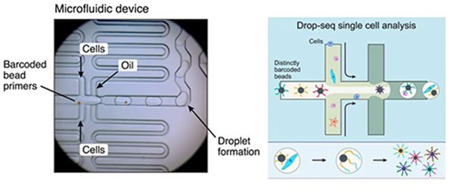 微流控Drop-Seq